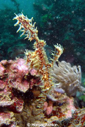Ornate Ghost Pipefish. Camera: Sea and Sea DX-1G by Morgan Ashton 